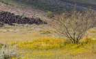 Arizona Wildflowers in field Art Print